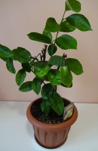 DSC00414-4.JPG