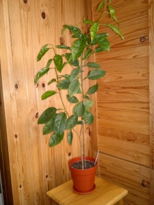 2016-04-07-428.jpg