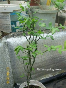 100_3229.JPG