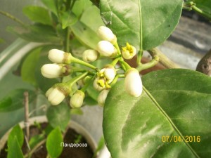 100_3239.JPG
