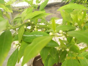 100_3243.JPG