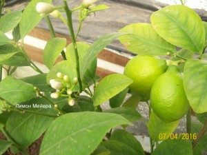 100_3244.JPG