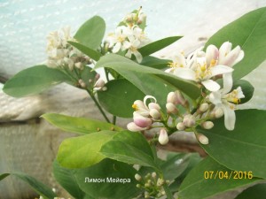 100_3252.JPG