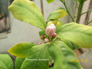 100_3253.JPG