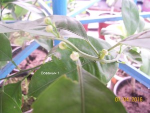 100_3256.JPG