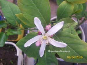 100_3272.JPG