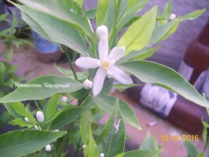 100_3275.JPG