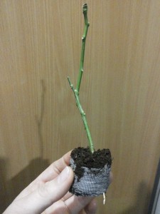 limon zagara bianca.jpg