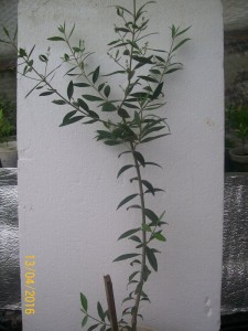 100_3288.JPG