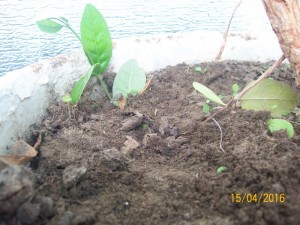 100_3294.JPG