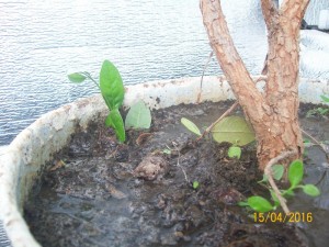 100_3295.JPG