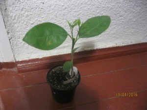 IMG_4302.JPG