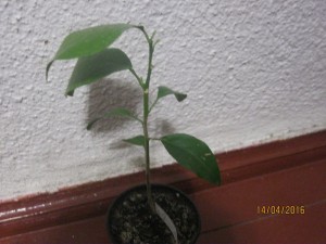 IMG_4305.JPG