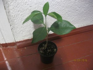 IMG_4307.JPG