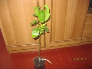 IMG_4308.jpg