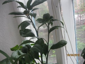 IMG_4309.jpg