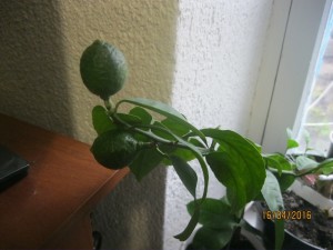 IMG_4310.jpg