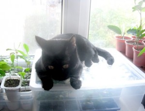 IMG_1895.jpg (16.34 КБ) 26103 просмотра IMG_1895.jpg