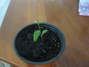IMG_4377.jpg