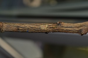 DSC_0652_1002x668.jpg