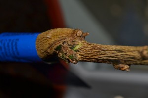 DSC_0653_1002x668.jpg