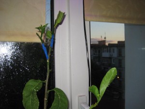 IMG_4740.JPG