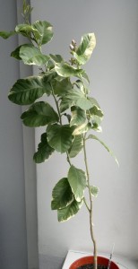 2016-06-08-522.jpg