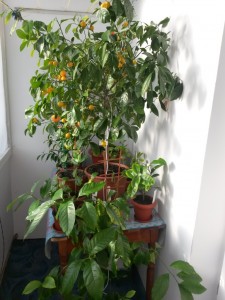 20141215_131920.jpg (24.79 КБ) 10906 просмотров 20141215_131920.jpg