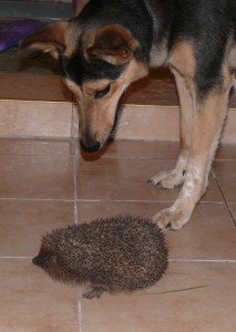chapa3.jpg