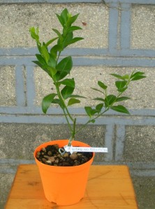 DSCN7418.JPG