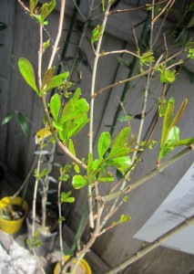 IMG_4107.JPG