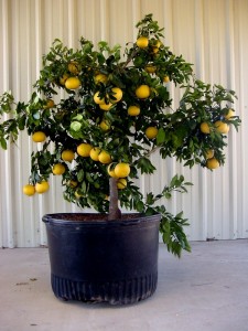 Stein_Container_Citrus__Dec__03_023.jpg
