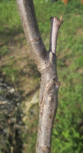 IMG_4121.JPG