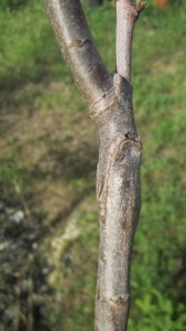 IMG_4120.JPG