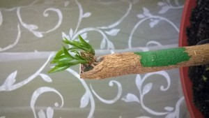 WP_20160626_13_46_35_Pro_649x365.jpg