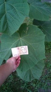 IMG_20160627_32453.jpg