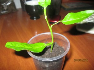 IMG_4418.jpg