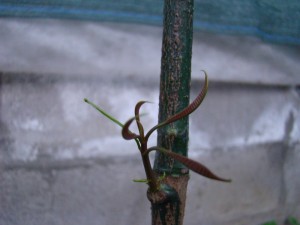 DSC01140.jpg