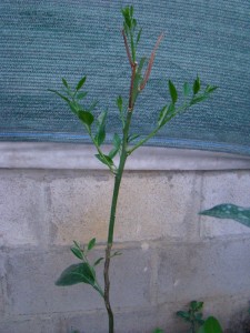 DSC01152.jpg