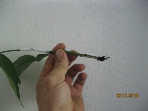 IMG_4435.jpg