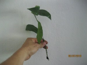 IMG_4436.jpg