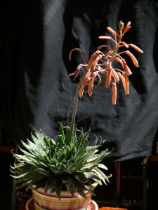 aloe.jpg