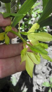 IMG_20160717_37218.jpg
