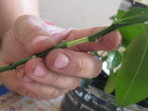 IMG_4477.jpg