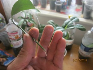 IMG_4484.jpg
