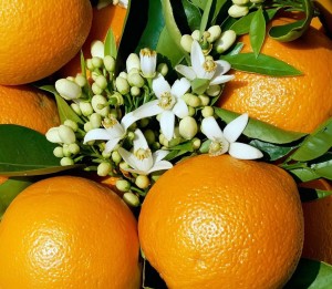 orange-paradise.jpg