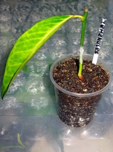C. clementina Clemenules IVIA 22.jpg