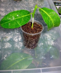 C. clementina Rubino.jpg