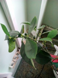 IMG_20160730_194509.jpg