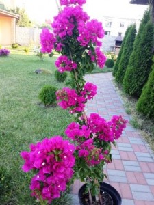 20160806_191814.jpg